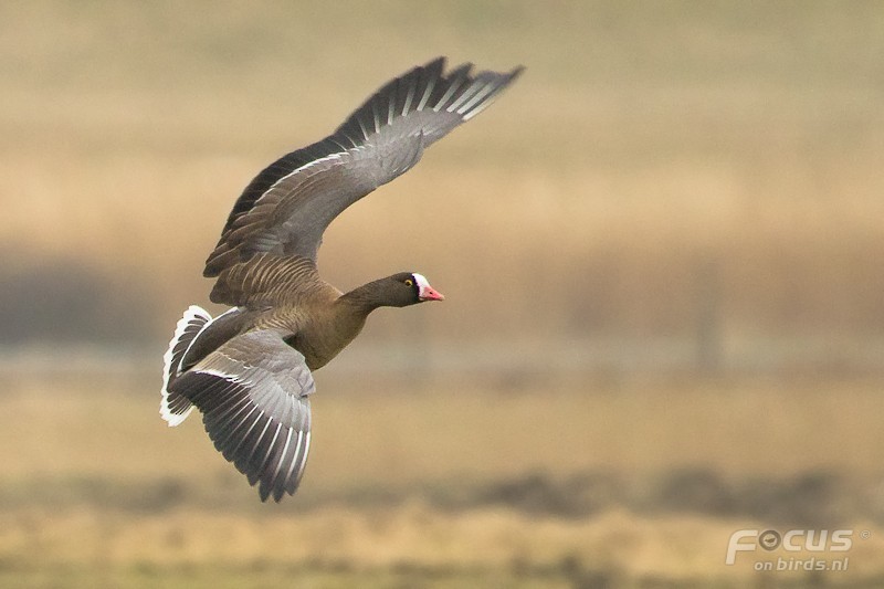 Lesser White-fronted Goose - ML204880621