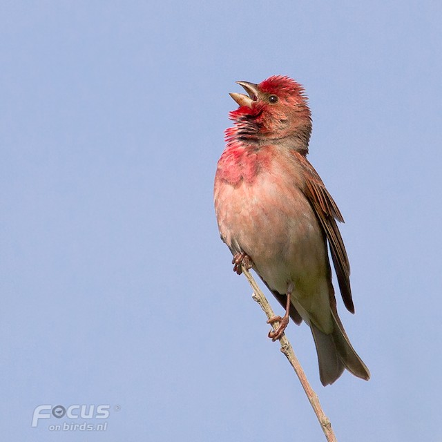  - Common Rosefinch - 