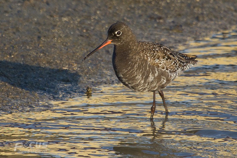 Spotted Redshank - ML204880701