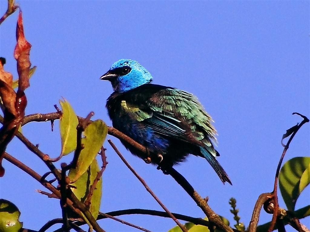 Blue-necked Tanager - Blair Wainman