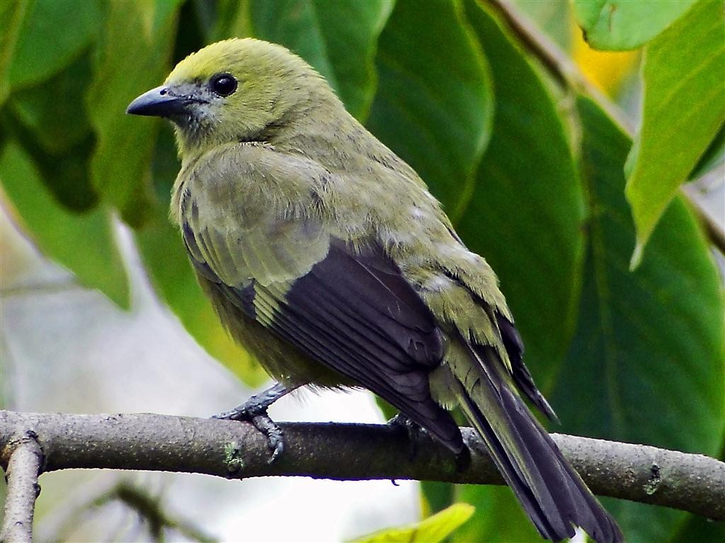 Palm Tanager - ML204881441