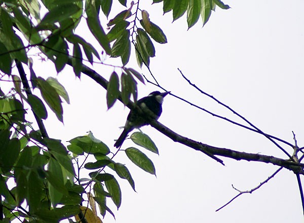 Black-breasted Puffbird - ML204881931