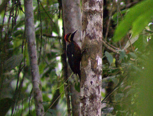 Crimson-bellied Woodpecker (Splendid) - ML204881991