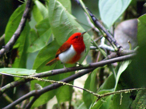 Scarlet-and-white Tanager - ML204882121
