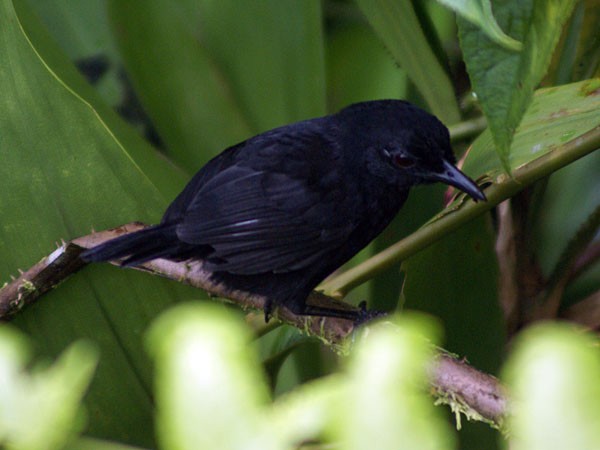 Stub-tailed Antbird - Dušan Brinkhuizen