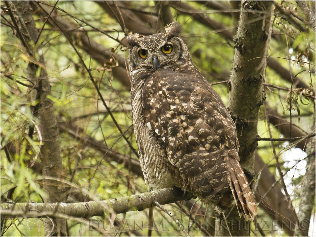 Great Horned Owl - Dušan Brinkhuizen