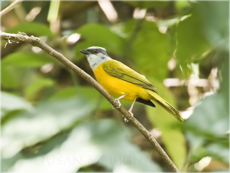 Gray-headed Tanager (Gray-crested) - Dušan Brinkhuizen