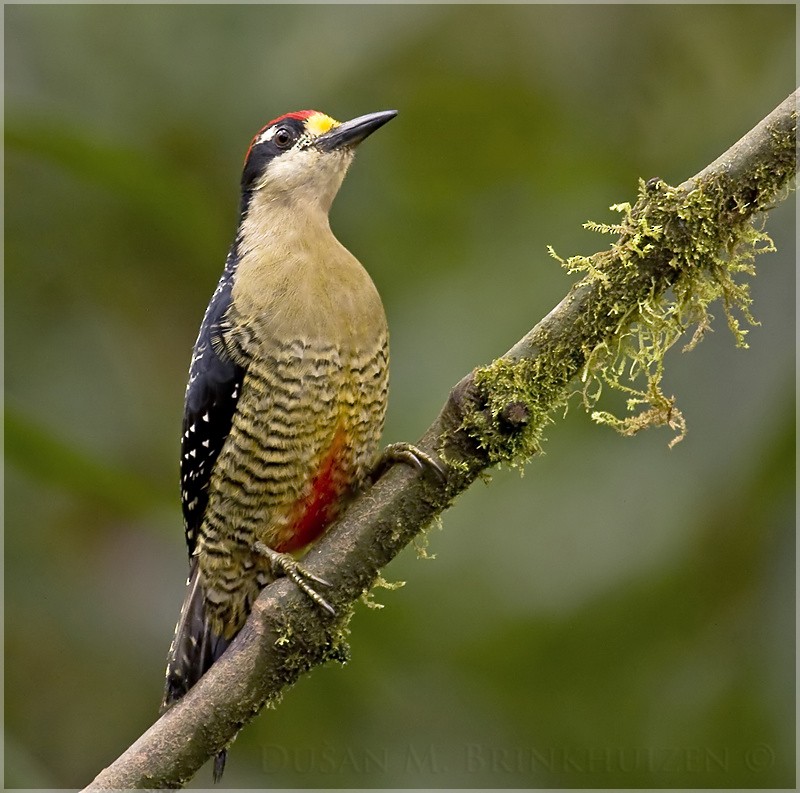 Black-cheeked Woodpecker - ML204882441