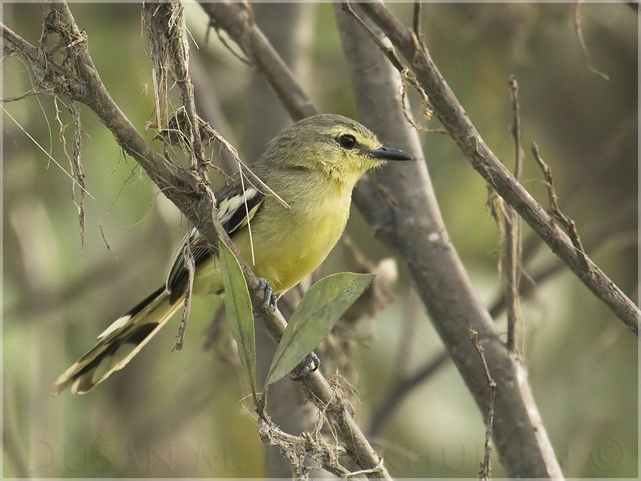 Lesser Wagtail-Tyrant - Dušan Brinkhuizen
