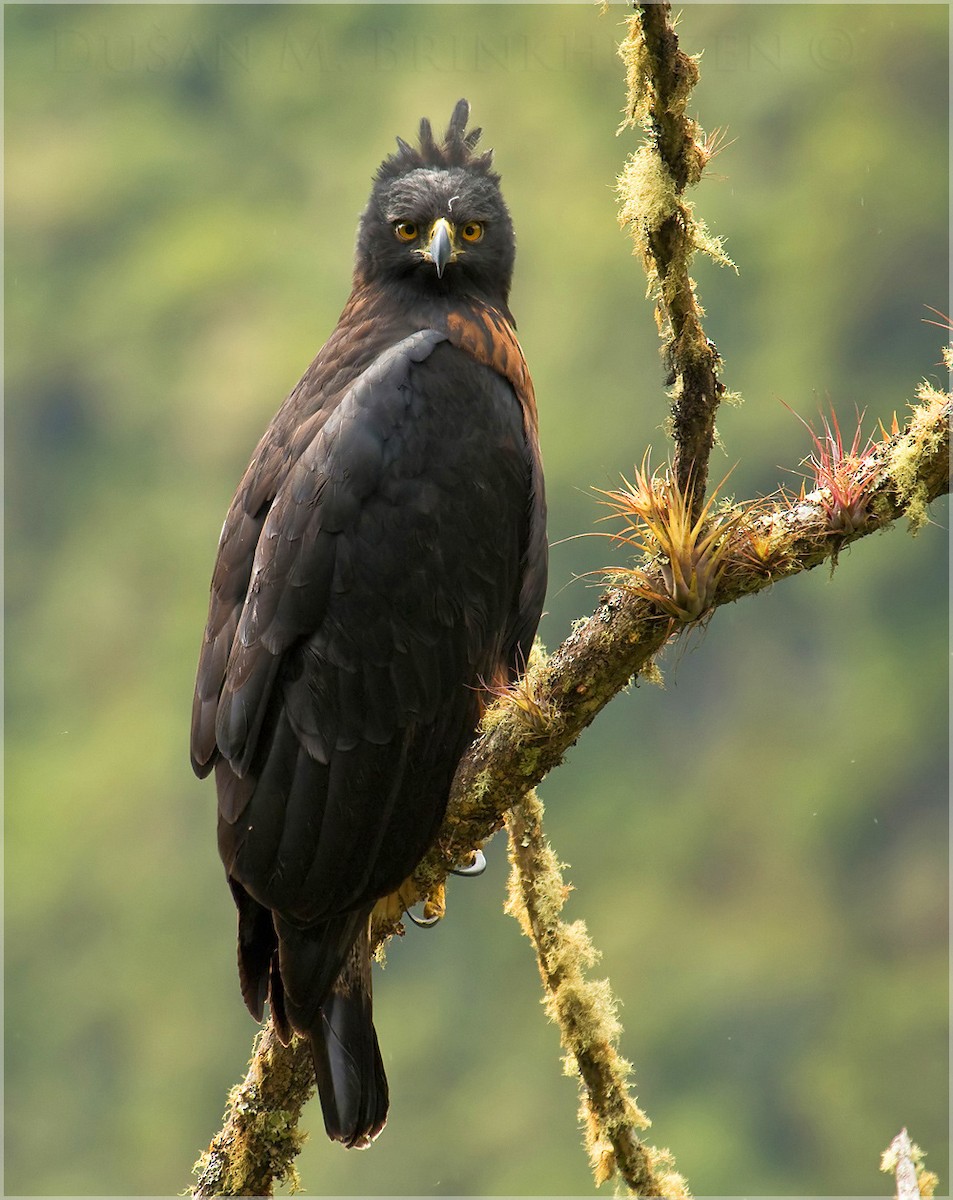 Black-and-chestnut Eagle - Dušan Brinkhuizen
