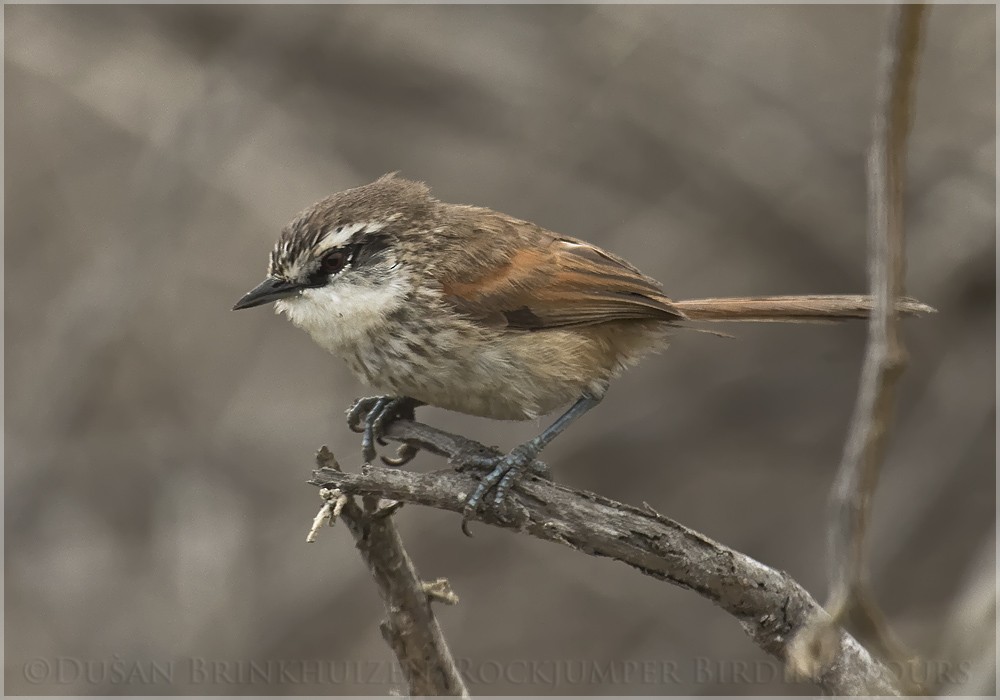 Necklaced Spinetail - ML204882531