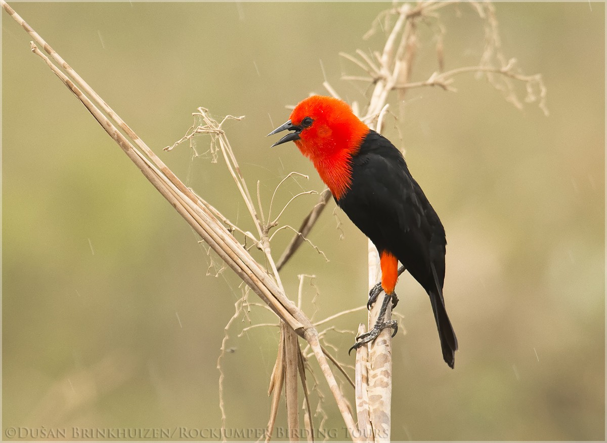 Scarlet-headed Blackbird - ML204882641
