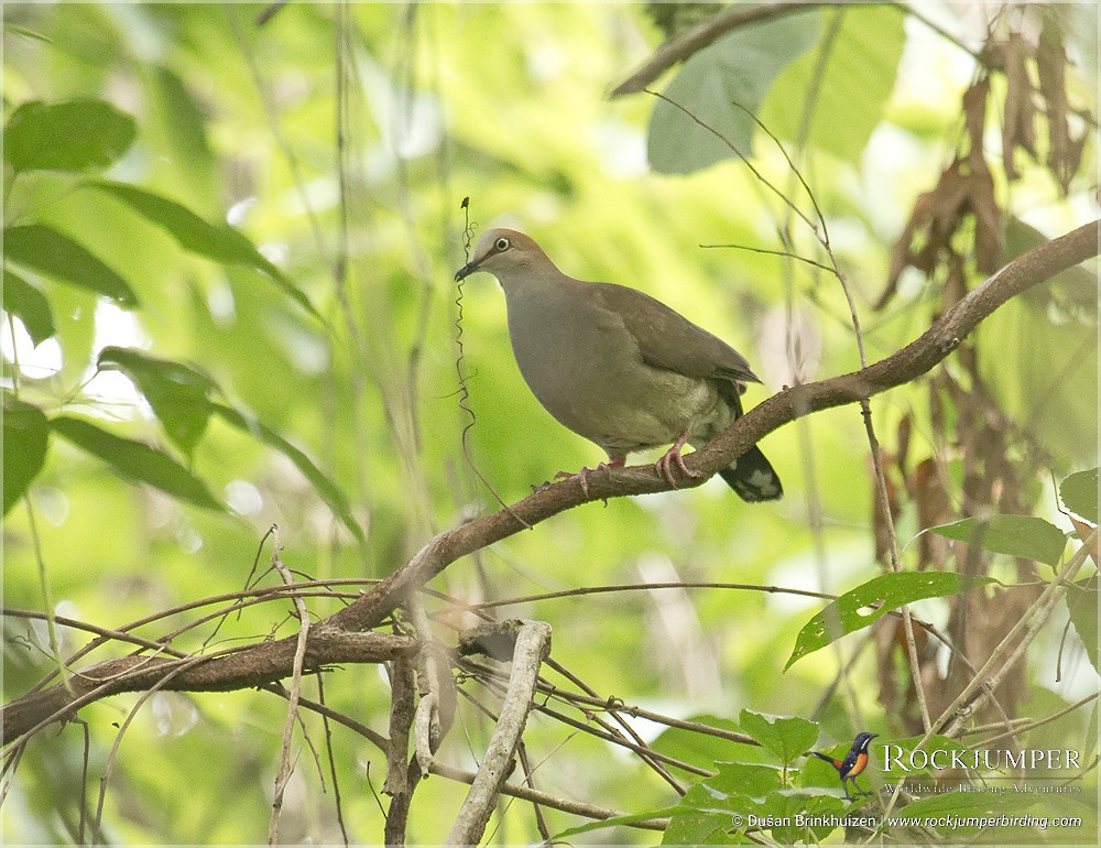 Gray-chested Dove (rufinucha) - Dušan Brinkhuizen