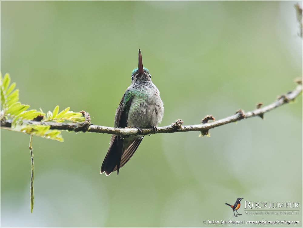 Charming Hummingbird - Dušan Brinkhuizen