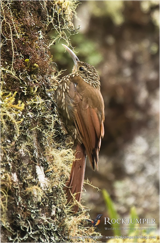 Spot-crowned Woodcreeper (Southern) - ML204882851