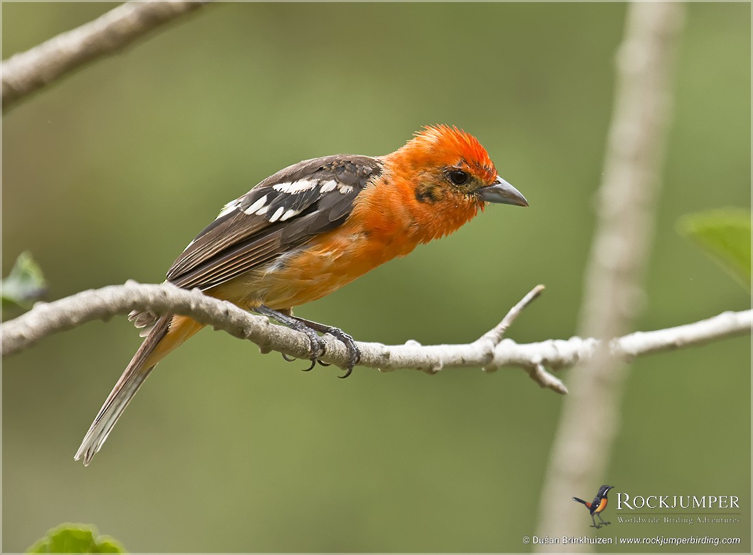 Flame-colored Tanager - Dušan Brinkhuizen