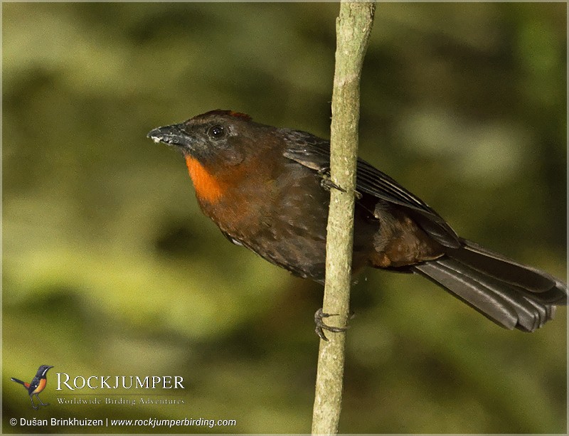 Red-throated Ant-Tanager (Red-throated) - Dušan Brinkhuizen