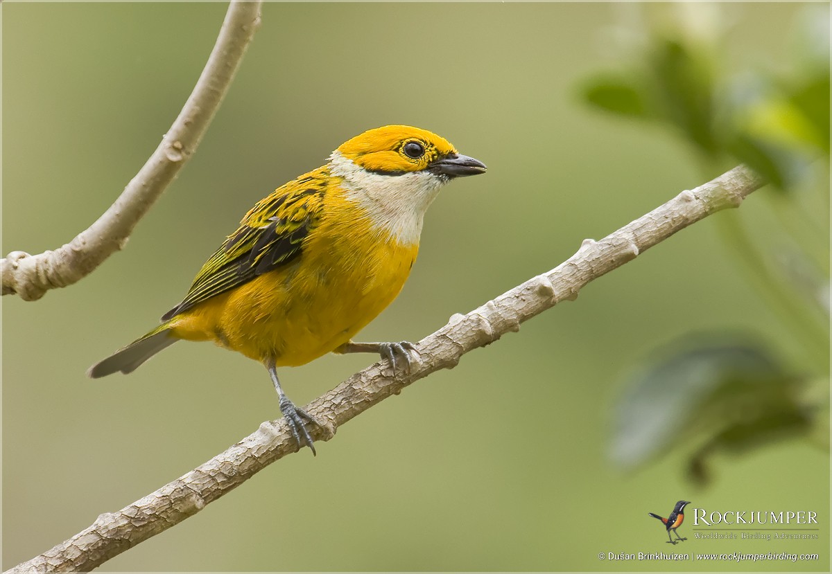 Silver-throated Tanager - Dušan Brinkhuizen