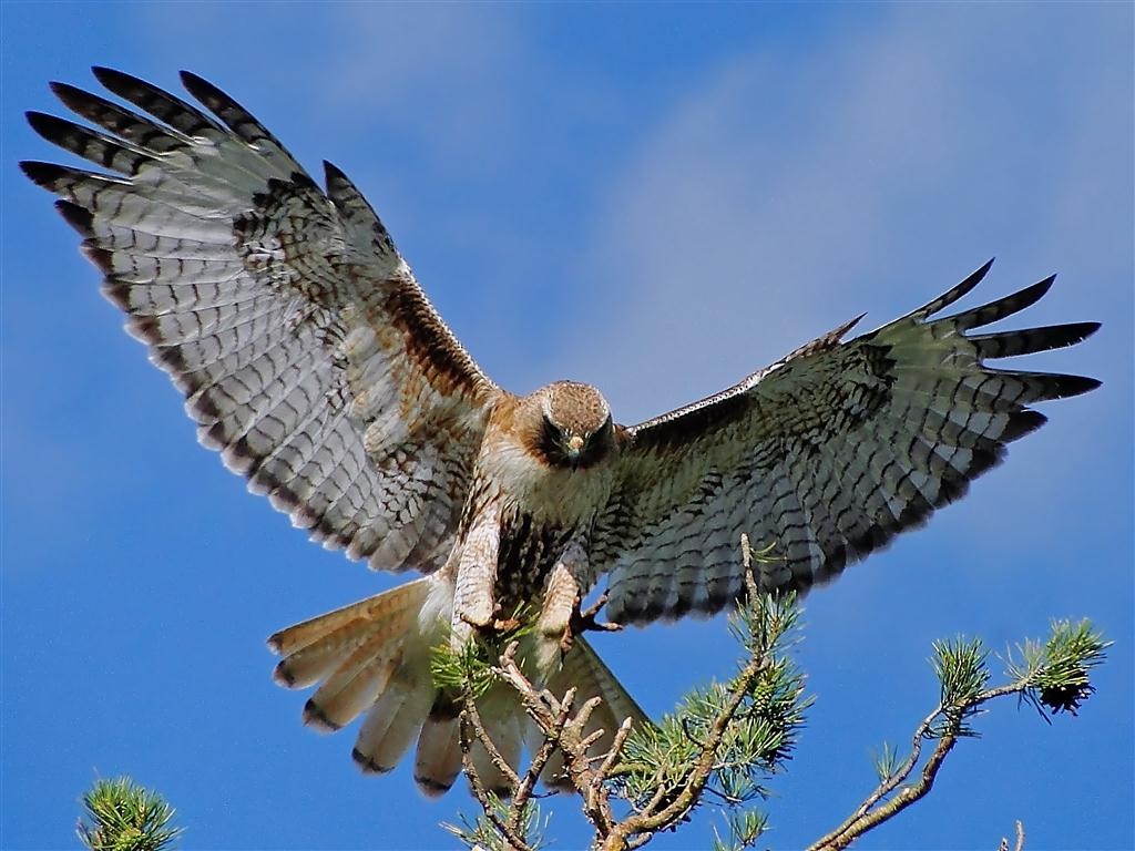 Red-tailed Hawk (Krider's) - Blair Wainman