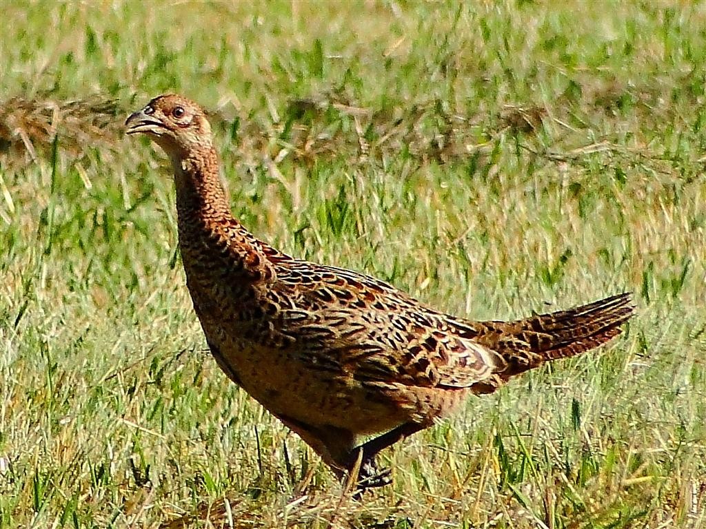 Ring-necked Pheasant - Blair Wainman