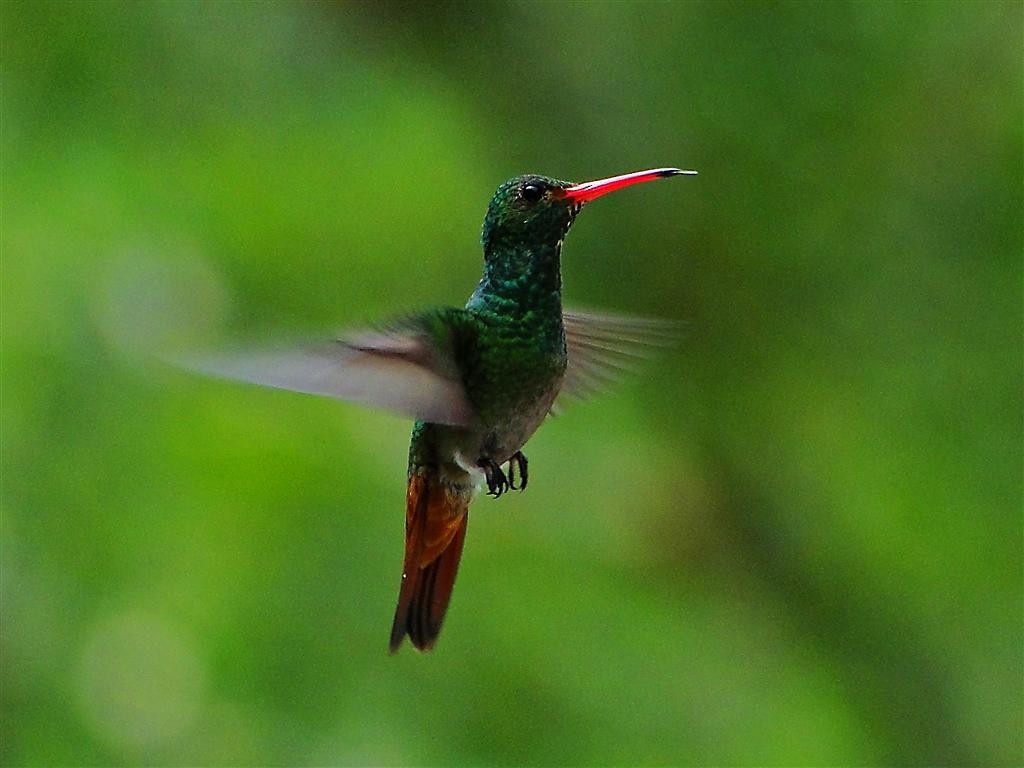 Rufous-tailed Hummingbird (Rufous-tailed) - ML204883351