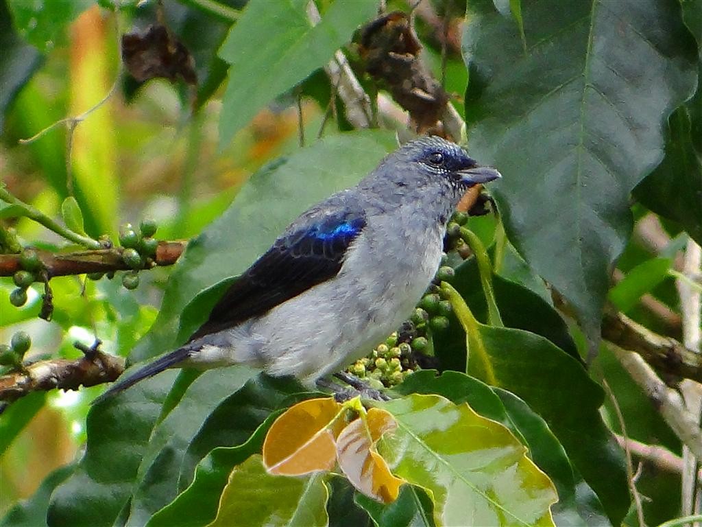 Plain-colored Tanager - ML204883511