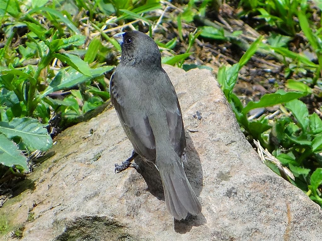 Black-and-white Seedeater - ML204883541