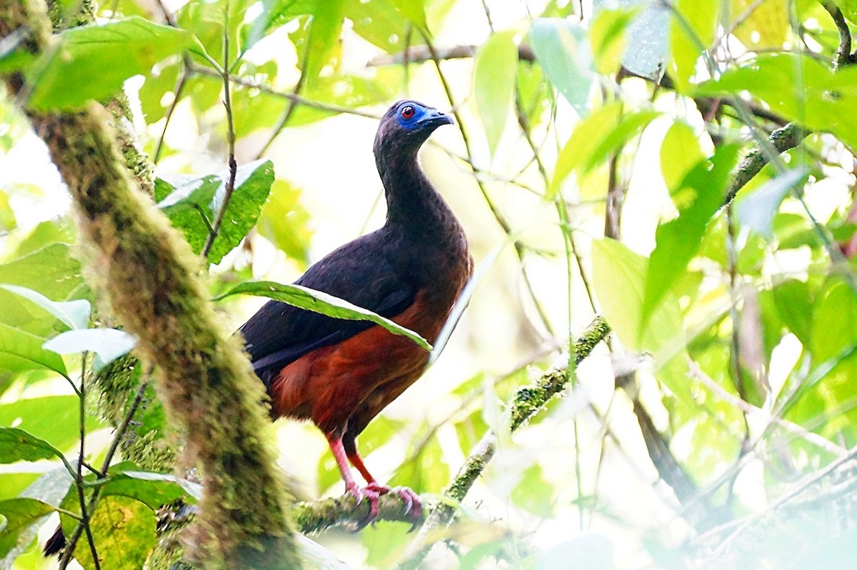 Sickle-winged Guan - ML204883631