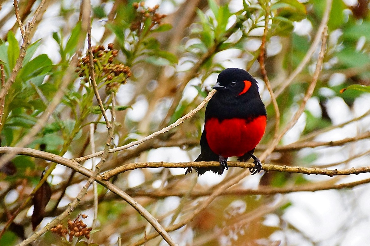 Scarlet-bellied Mountain Tanager (Scarlet-bellied) - Blair Wainman