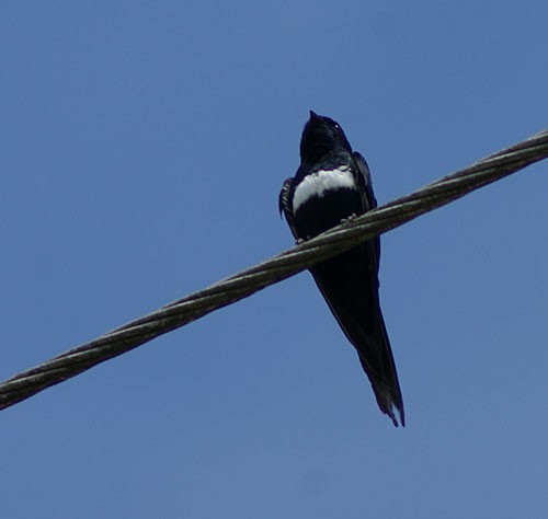 White-banded Swallow - Dušan Brinkhuizen