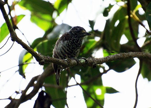 Speckle-chested Piculet - Dušan Brinkhuizen