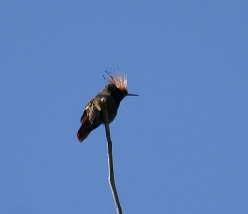 Rufous-crested Coquette - Dušan Brinkhuizen