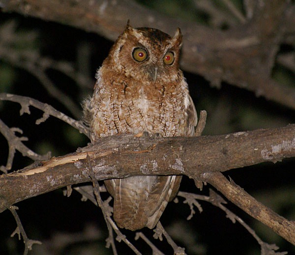 Peruvian Screech-Owl (pacificus) - ML204883871