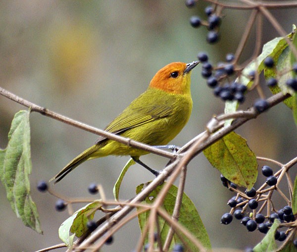 Rust-and-yellow Tanager - Dušan Brinkhuizen
