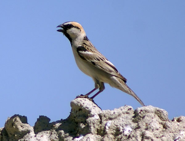 Saxaul Sparrow - Dušan Brinkhuizen