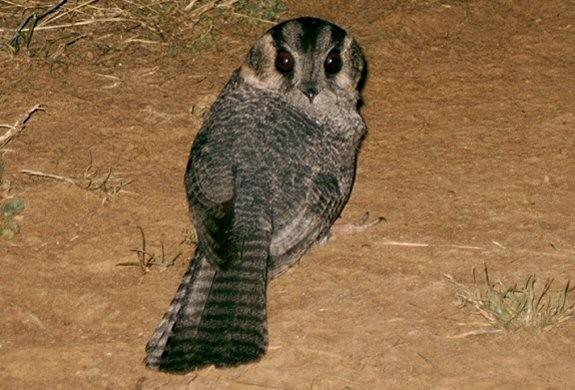 Australian Owlet-nightjar - Dušan Brinkhuizen