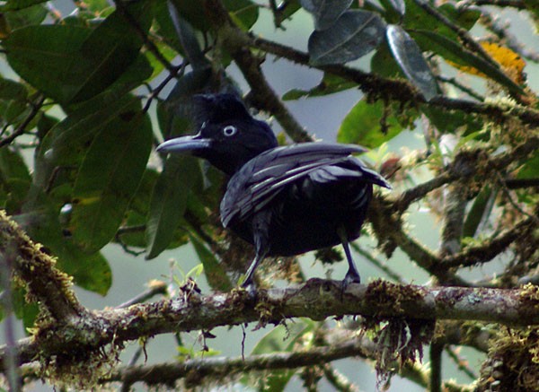 Amazonian Umbrellabird - ML204884131
