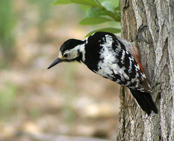 White-backed Woodpecker (White-backed) - Dušan Brinkhuizen