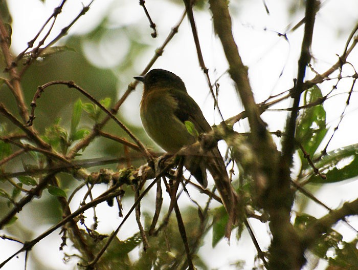 Rufous-breasted Flycatcher - ML204884221