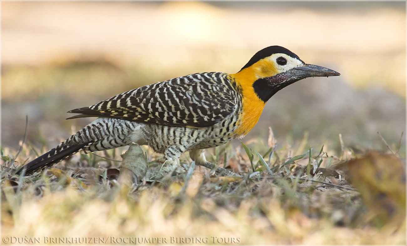 アリツカゲラ Campestris Ebird