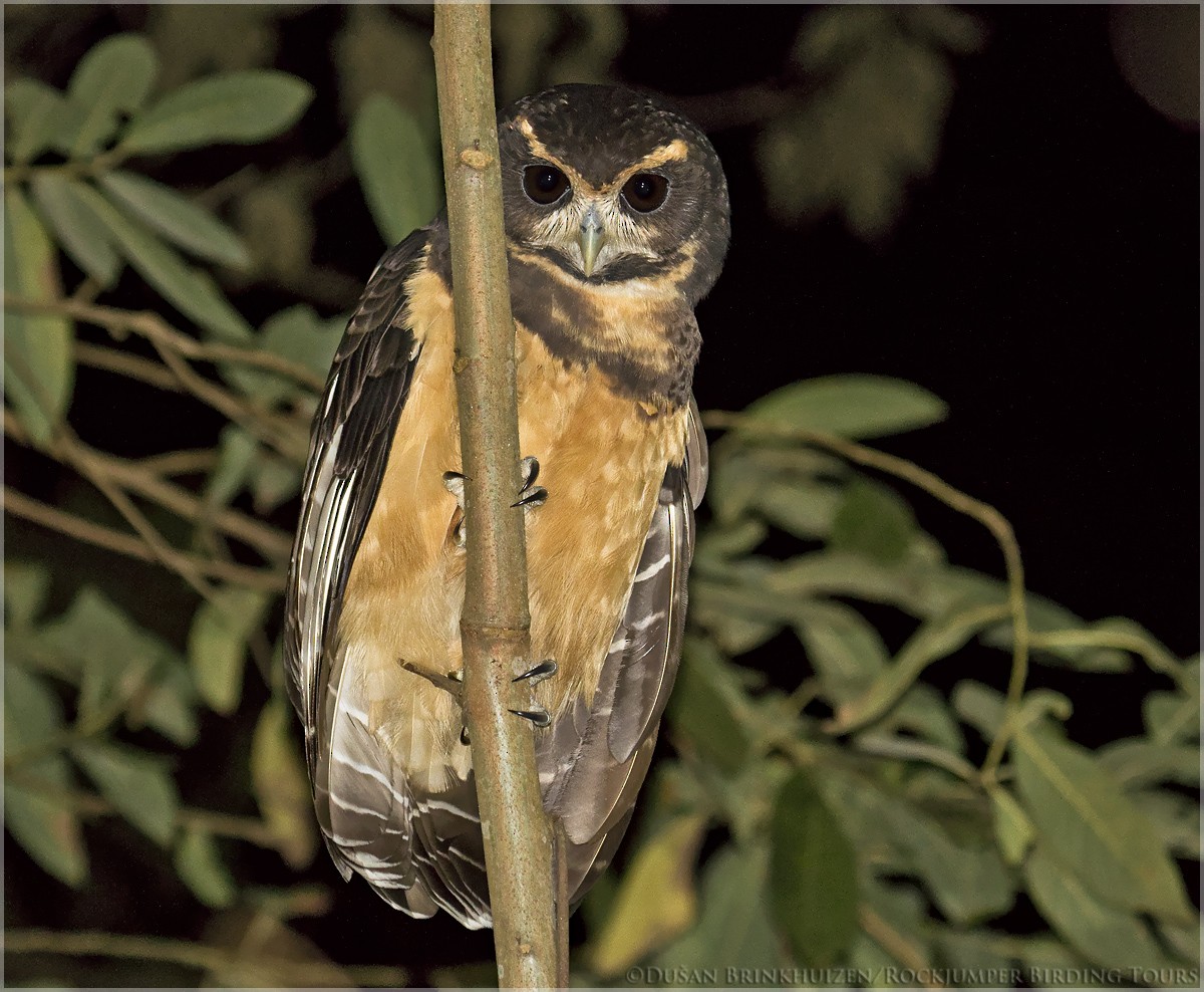 Tawny-browed Owl - Dušan Brinkhuizen