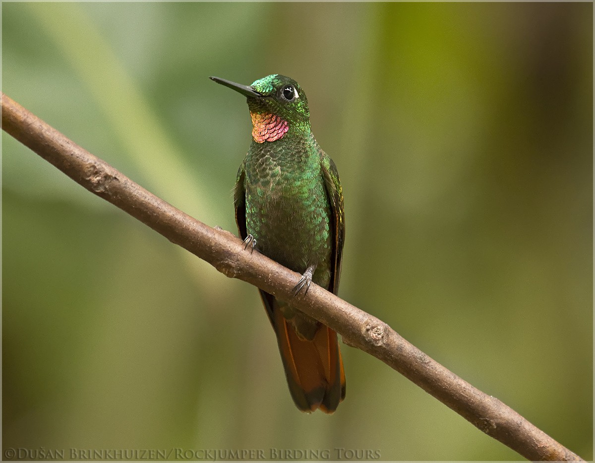 kolibřík brazilský - ML204884601