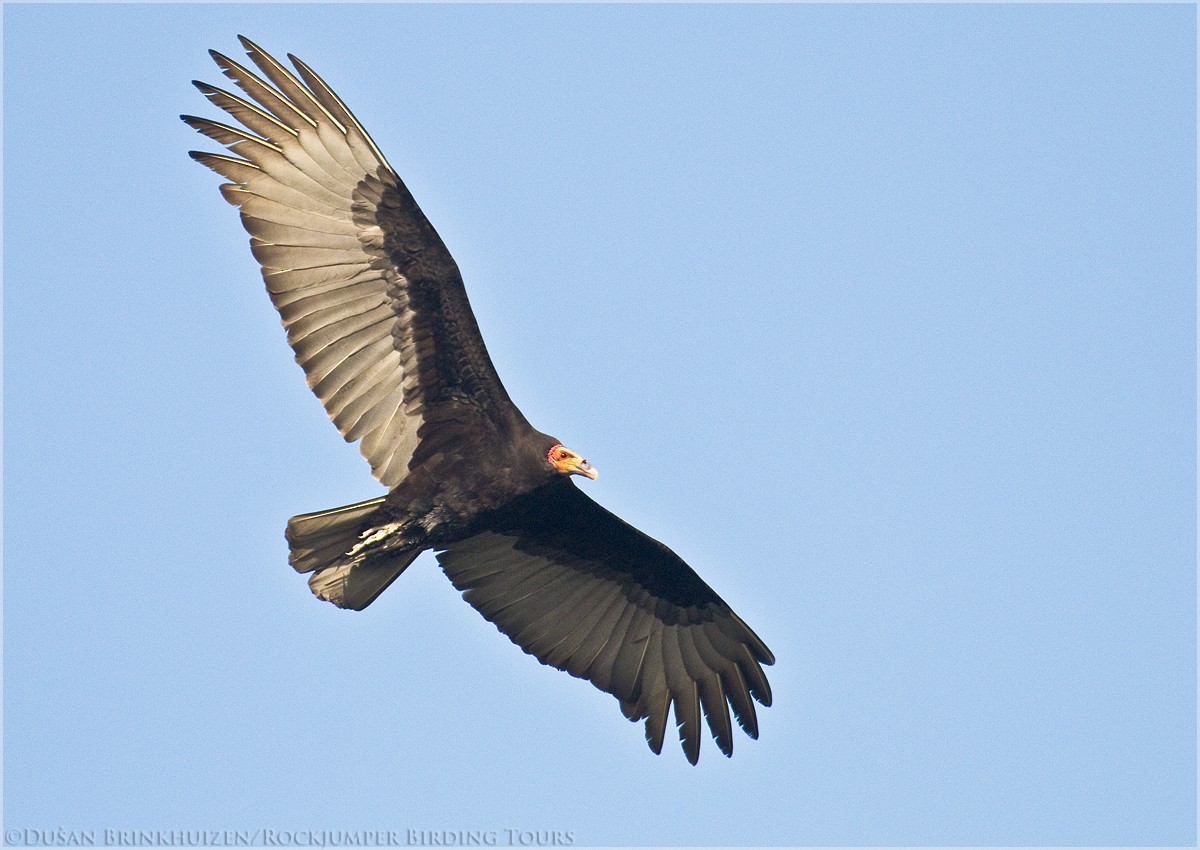 Lesser Yellow-headed Vulture - Dušan Brinkhuizen