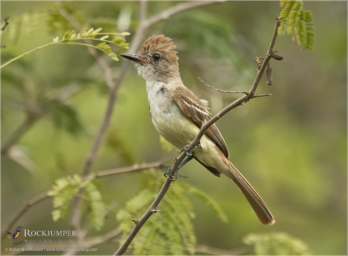 Burlisto Cola Castaña (brachyurus) - eBird