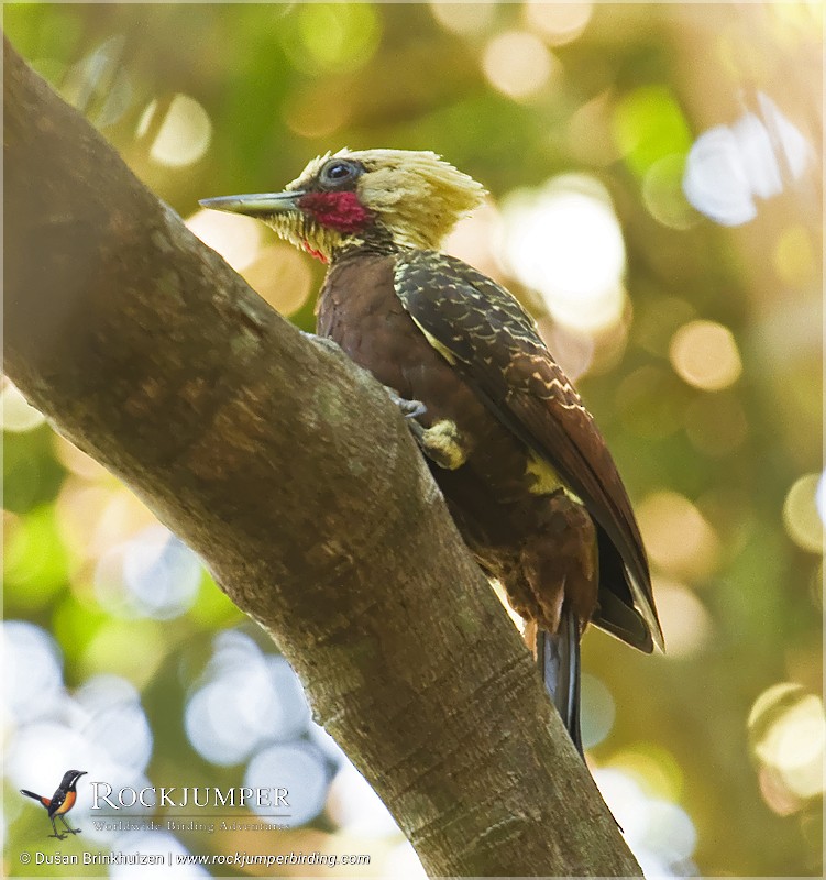 Pale-crested Woodpecker - ML204884921