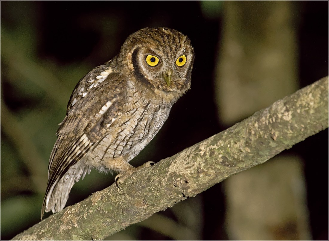 Tropical Screech-Owl - Dušan Brinkhuizen