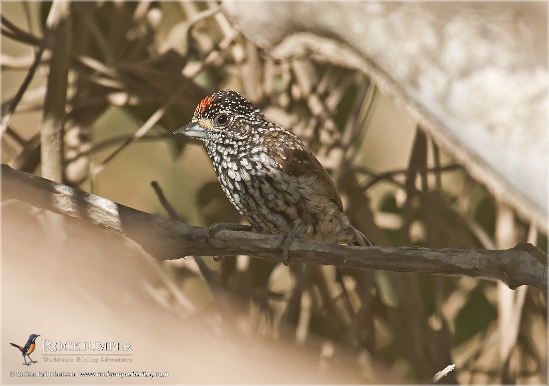 White-wedged Piculet - ML204885011