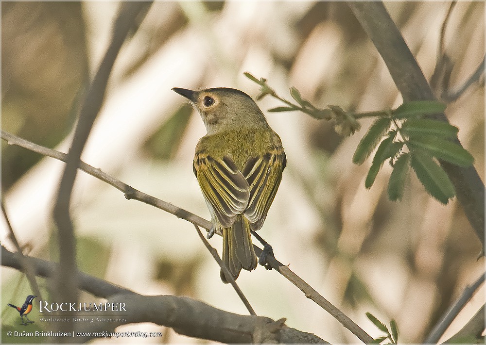 Rusty-fronted Tody-Flycatcher - ML204885161