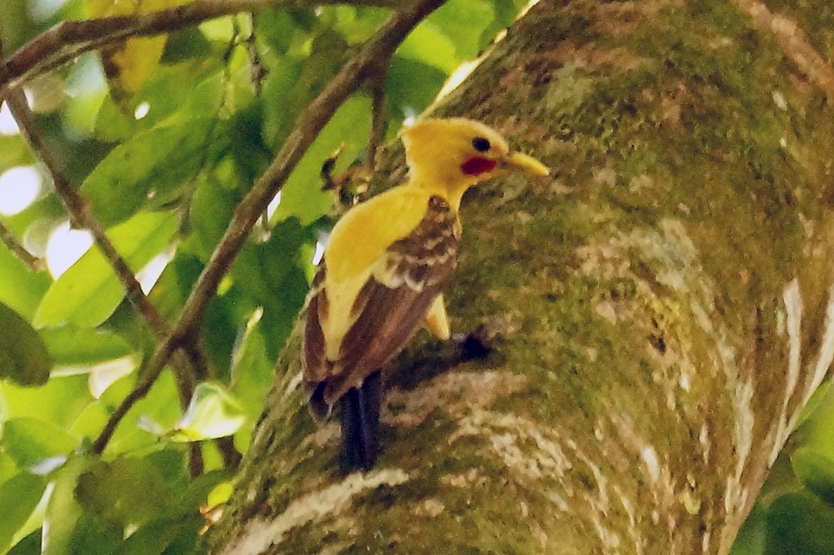 Cream-colored Woodpecker - Blair Wainman