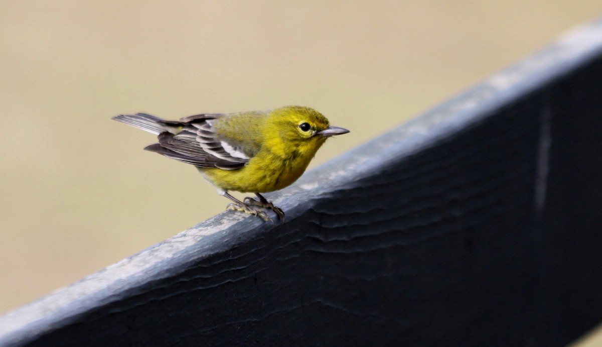 Pine Warbler - Tom Moxley